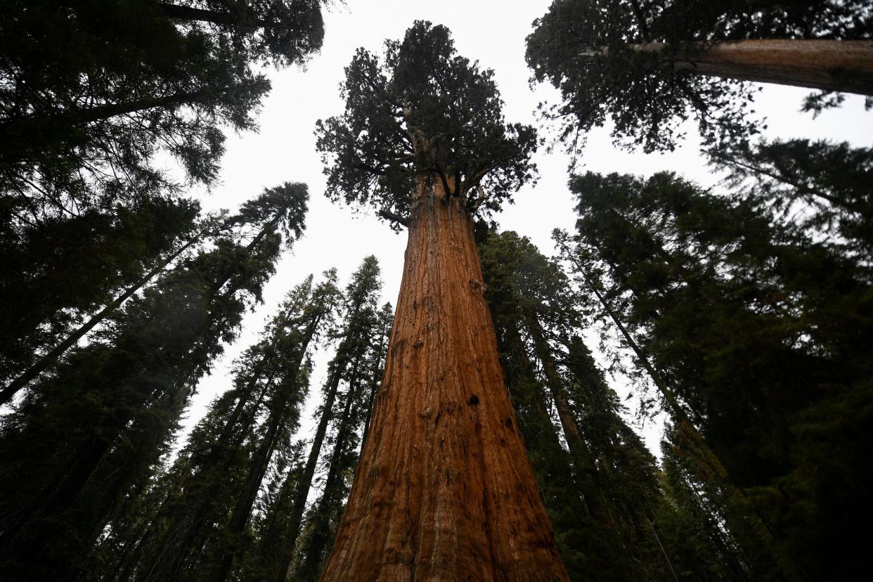 A photo of a giant sequoia in sequoia national park.