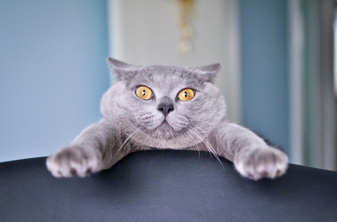 Surprised cat looking through sofa.