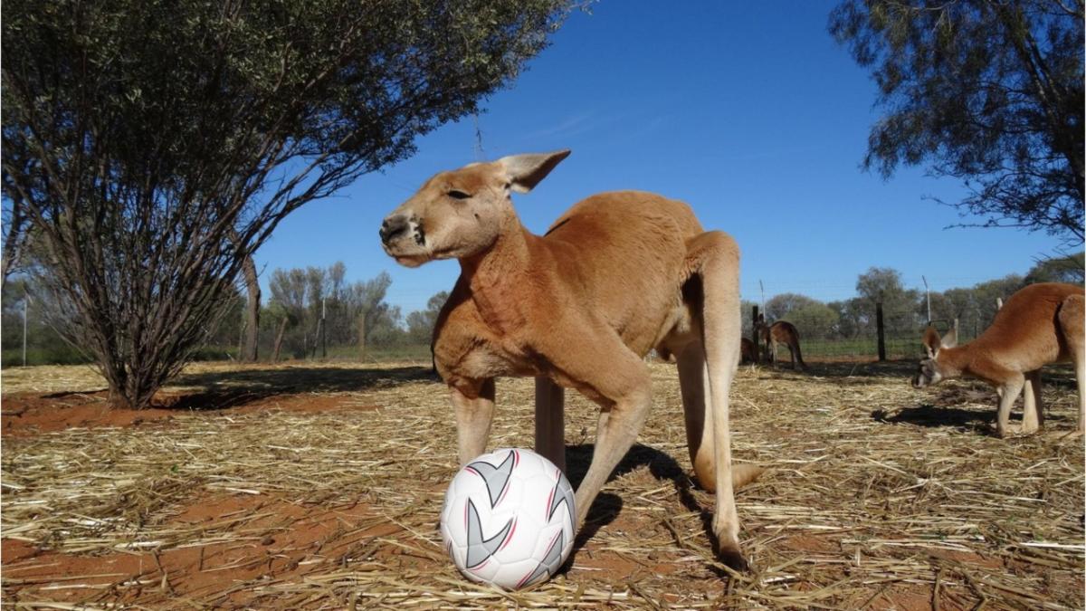 muscle kangaroo