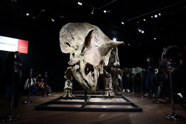 <p>"Big John", le tricératops sera vendu jeudi aux enchères de Drouot à Paris.</p>