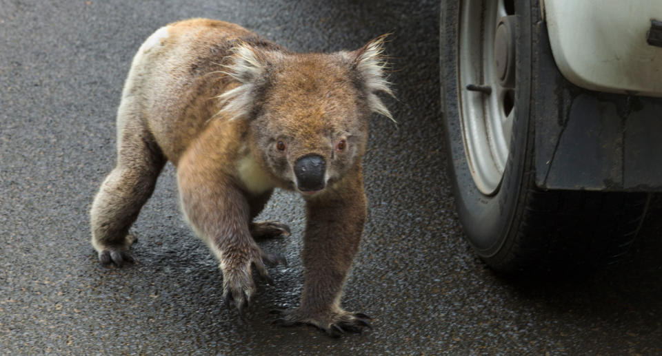 Photo of koala amid epidemic numbers being killed inside Brisbane "triangle of death". 