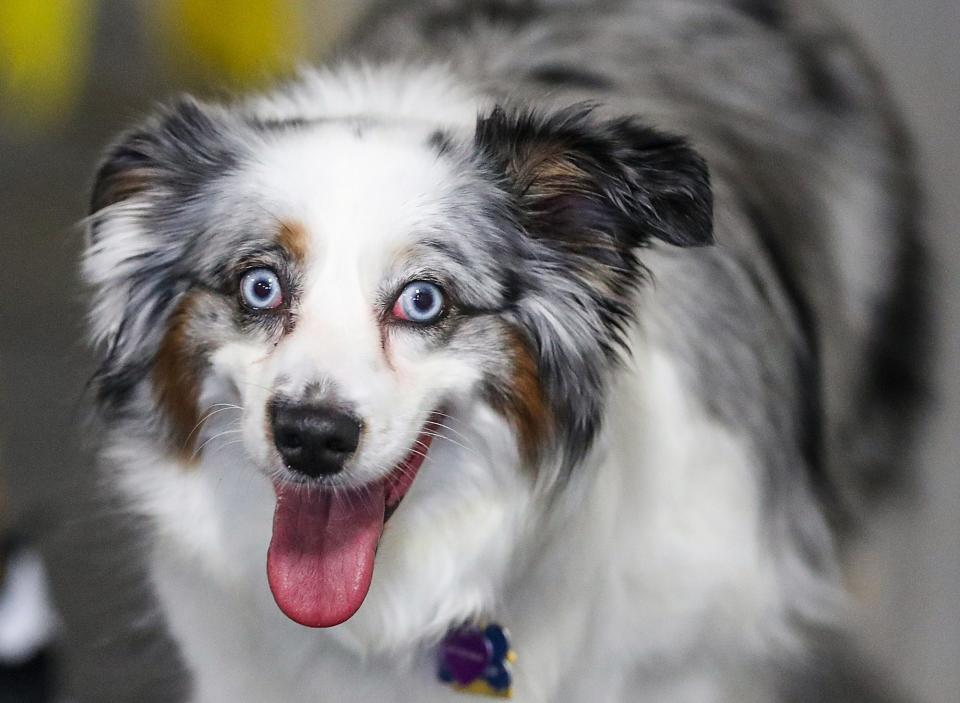 Olive, a miniature Australian shepherd, seen during the grand opening of Indy's Indoor Bark Park in Indianapolis, Saturday, Jan, 5, 2019. The large indoor space offers owners a place to exercise their dogs regardless of the weather. Membership options include single-day, multi-day and annual passes.