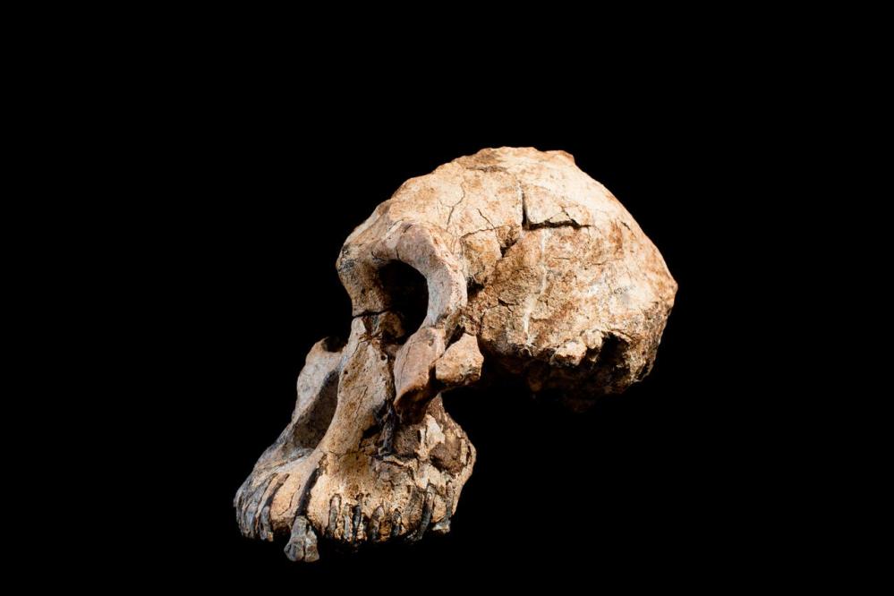 Mandíbula de Australopithecus anamensis - Bios Réplicas site especializado  em biologia e paleontologia