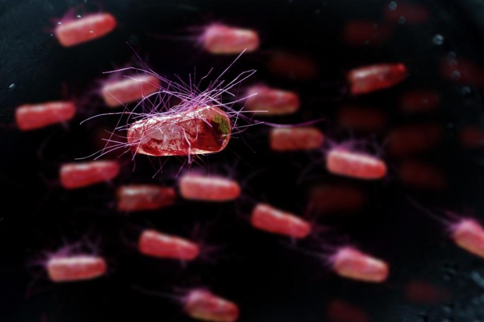 Some strains of Escherichia coli, also known as E. coli bacteria, can cause serious illness. Ezume Images – stock.adobe.com