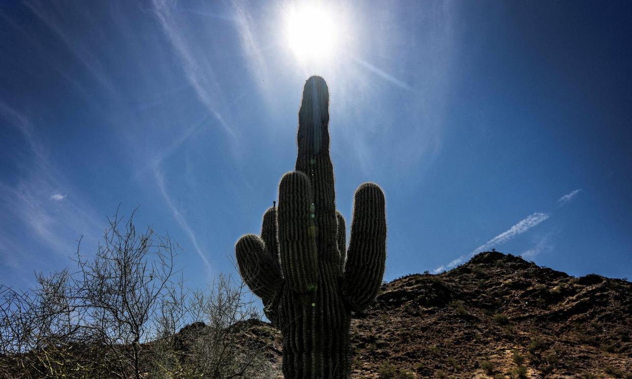 <span>A saguaro cactus in Phoenix. Seventy-two suspected heat deaths are being investigated by Maricopa county.</span><span>Photograph: Jim Watson/AFP/Getty Images</span>
