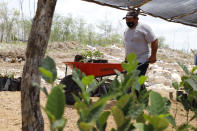 A man pushes a wheelbarrow at a Planting Life site, a jobs and reforestation program promoted by Mexican President Andres Manuel Lopez Obrador, in Kopoma, Yucatan state, Mexico, Thursday, April 22, 2021. President Lopez Obrador is making a strong push for his oft-questioned tree-planting program, trying to get the United States to help fund expansion of the program into Central America as a way to stem migration. (AP Photo/Martin Zetina)