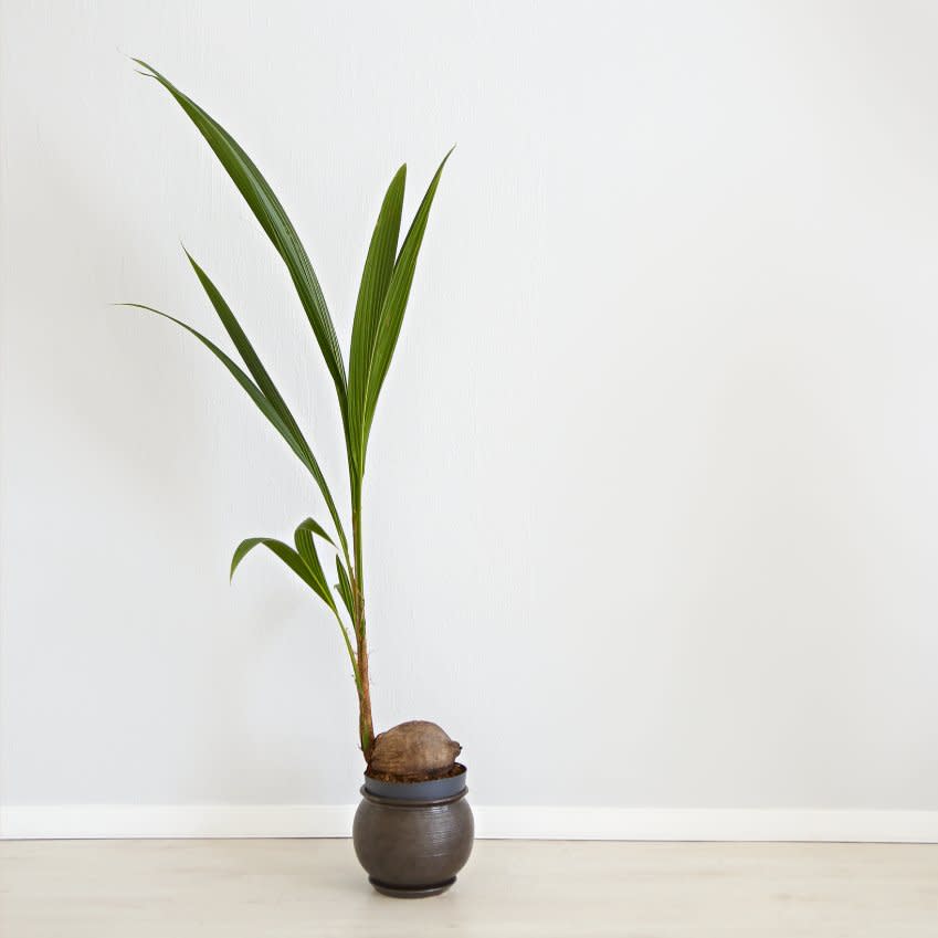  A palm tree growing from a potted coconut. 