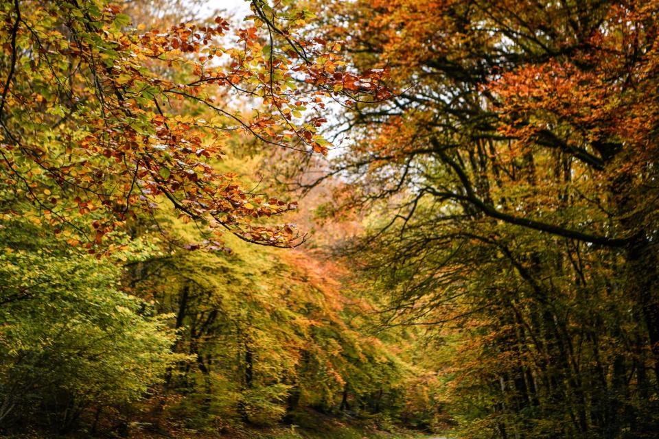 La forêt du Mont Beuvray, dans le Morvan, le 4 novembre 2021 (illustration) - PHILIPPE DESMAZES / AFP