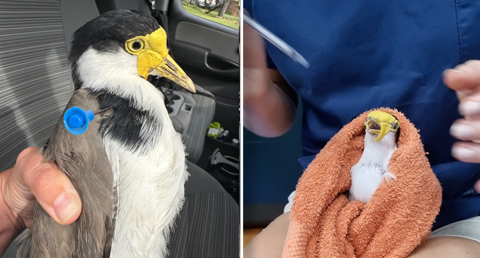 Left - side view of the plover with the dart in its neck. Right - the plover feeding from a syringe.