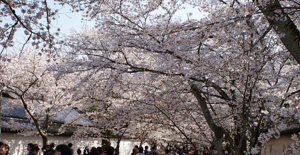 醍醐寺（Image Source : Getty Creative）