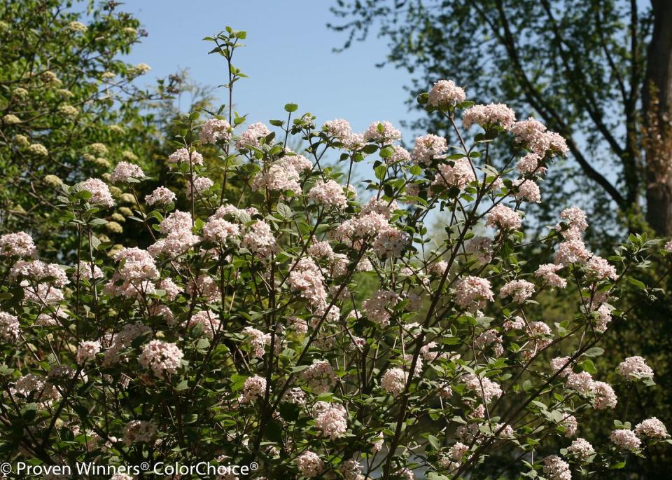 15)  Koreanspice Viburnum