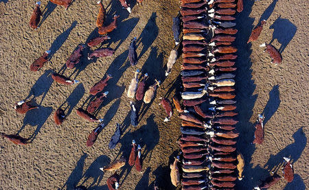 Cattle eat grain and hay that was dropped into a drought-effected paddock by farmer Tom Wollaston on a property located west of the town of Tamworth in north-western New South Wales in Australia, June 2, 2018. Picture taken June 2, 2018. REUTERS/David Gray