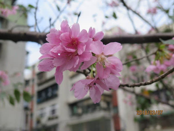 「2018新北市櫻花季-土城希望之河左岸賞櫻活動」今(24)日在土城希望之河登場，夜晚在燈光輔助下，換成美艷驚人的夜櫻大道！