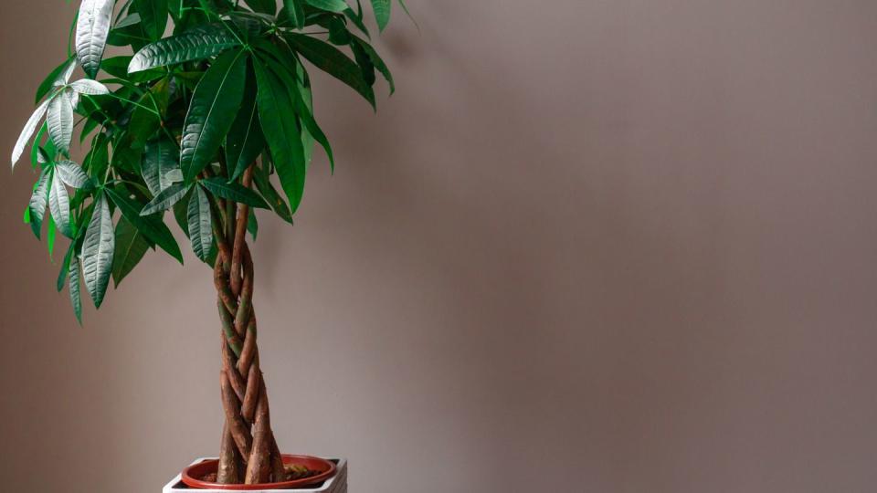 money tree against a grey background