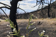 One year after a wind-fed wildfire charged across a craggy mountainside above Lone Pine, Calif., flashes of new vegetation growth can be seen emerging in this still-charred corner of the Inyo National Forest on Wednesday, July 27, 2022. The tiny, fragile flowers and patches of fresh growth against a stark mountainside and slabs of gray rock were a reminder that wildfire is part of the ecosystem in California, including the eastern Sierra Nevada where the fire took place. (AP Photo/Michael Blood)