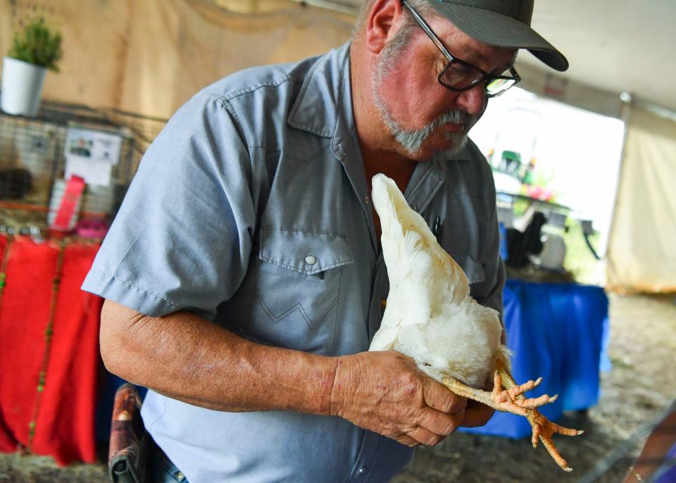 Judge William Stanfield, of Stanfield Ranch in Manatee County, inspects a standard white leghorn hen during the Martin County Fair on Saturday, Feb. 11, 2023, at 2616 S.E. Dixie Hwy in Stuart. The fair includes entertainment, a midway carnival, family shows, food and highlights the county's youth, agriculture, horticulture and community resources. The fair runs through Feb. 18. For more information, including parking, days and hours, visit www.martincountyfair.com.