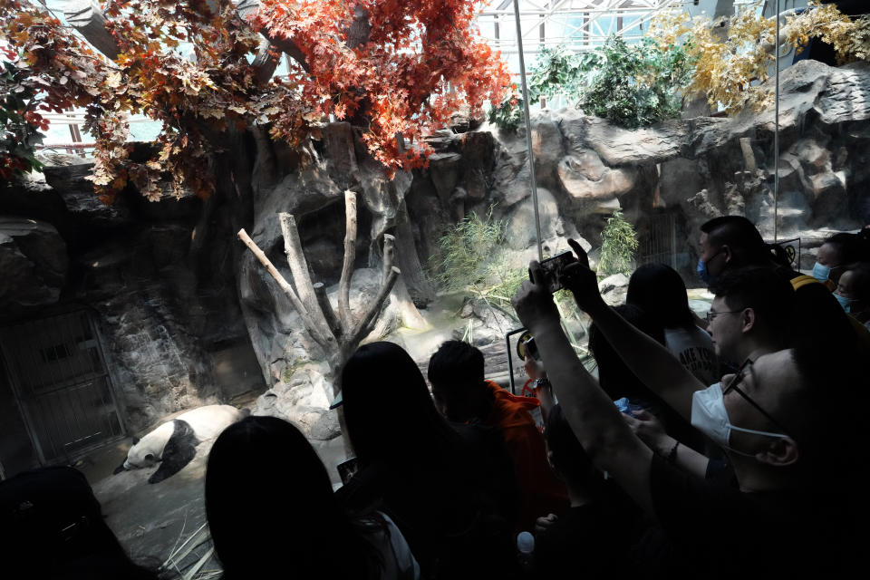 Visitors try to catch a glimpse of a napping panda at the zoo on the last day of the May Day holidays in Beijing, Wednesday, May 3, 2023. (AP Photo/Ng Han Guan)