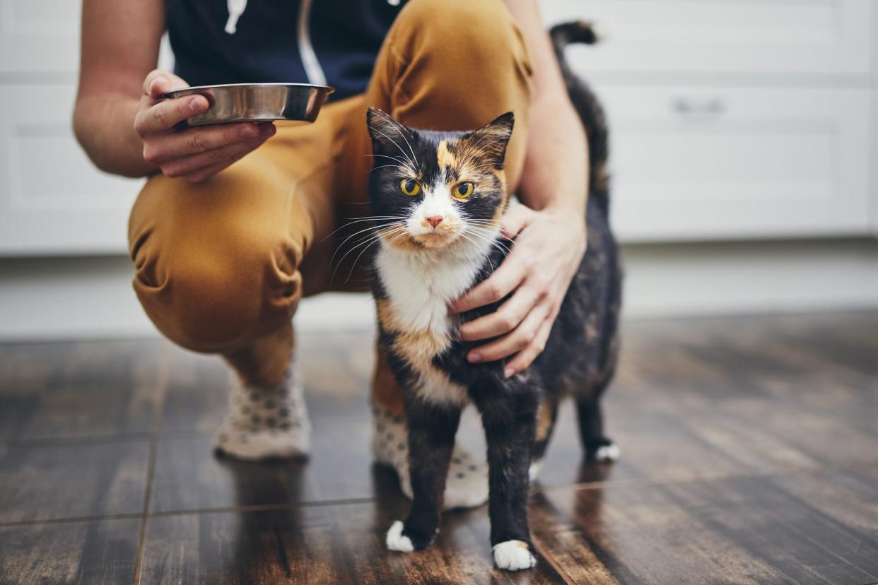 man giving bowl of food to cat; dry food vs wet food for cats