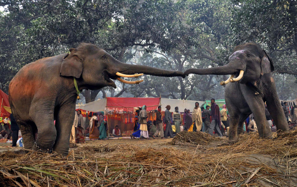 Two elephants reach out to each other at the Sonepur cattle fair in Saran district in the eastern Indian state of Bihar, Wednesday, Nov. 28, 2012. The fair, which is held annually, was originally a cattle and animal market where traders bought and sold livestock on the holy river Ganges. (AP Photo/Aftab Alam Siddiqui)