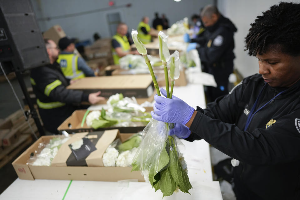 U.S. Customs and Border Protection agriculture specialists inspect imported flowers for harmful pests, at Miami International Airport in Miami, Monday, Feb. 12, 2024. Roughly 90% of flowers imported to the U.S. pass through Miami's airport, most of them arriving from South American countries such as Colombia and Ecuador. (AP Photo/Rebecca Blackwell)