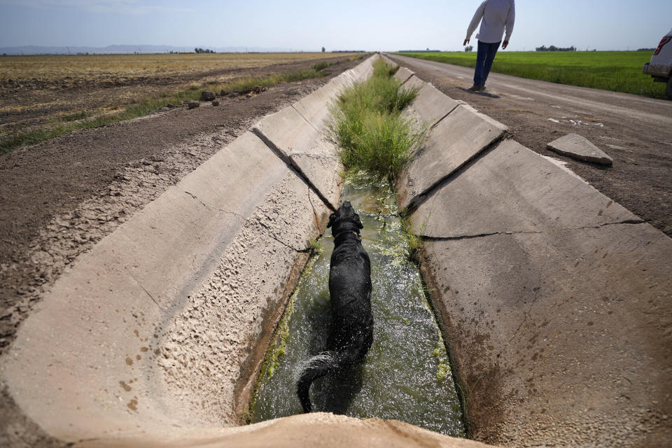 El agricultor Larry Cox camina junto a un canal que apenas tiene agua en sus tierras de Brawley (California), mientras su perro se da un baño. Foto del 15 de agosto del 2022. (AP Photo/Gregory Bull)