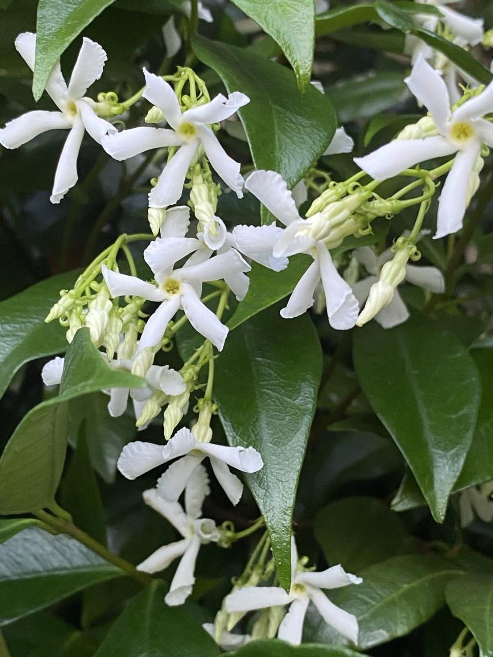 best white flowers star jasmine star jasmine