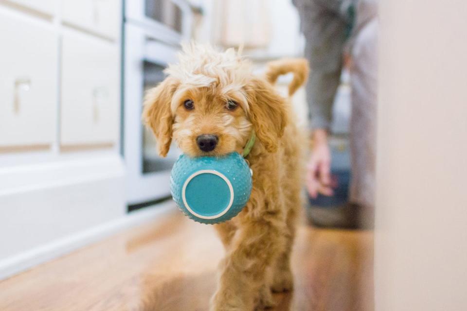 This is how much you should be feeding your dog