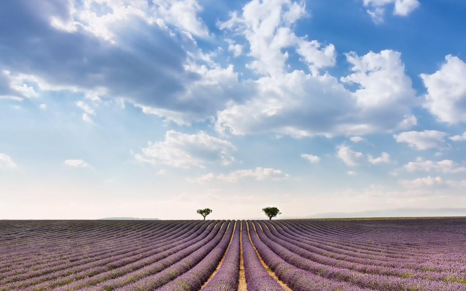 The Valensole Plateau is lavender central - This content is subject to copyright.