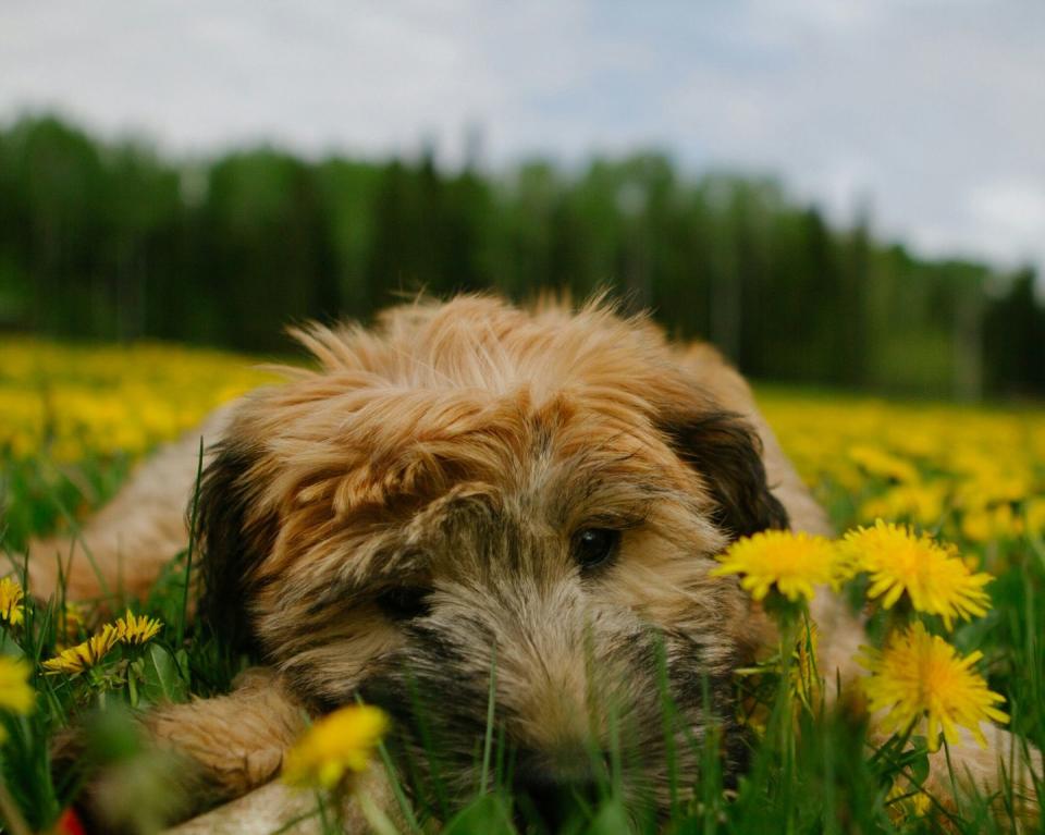 <p>The <a href="https://www.akc.org/dog-breeds/soft-coated-wheaten-terrier/" rel="nofollow noopener" target="_blank" data-ylk="slk:Soft Coated Wheaten Terrier;elm:context_link;itc:0;sec:content-canvas" class="link ">Soft Coated Wheaten Terrier</a> is an incredibly loyal and lovable dog, if also a bit stubborn sometimes. They're great family dogs, and they don't shed very much. However, their coat does require diligent care, so be prepared with the combs, brushes, and other tools. <br></p>