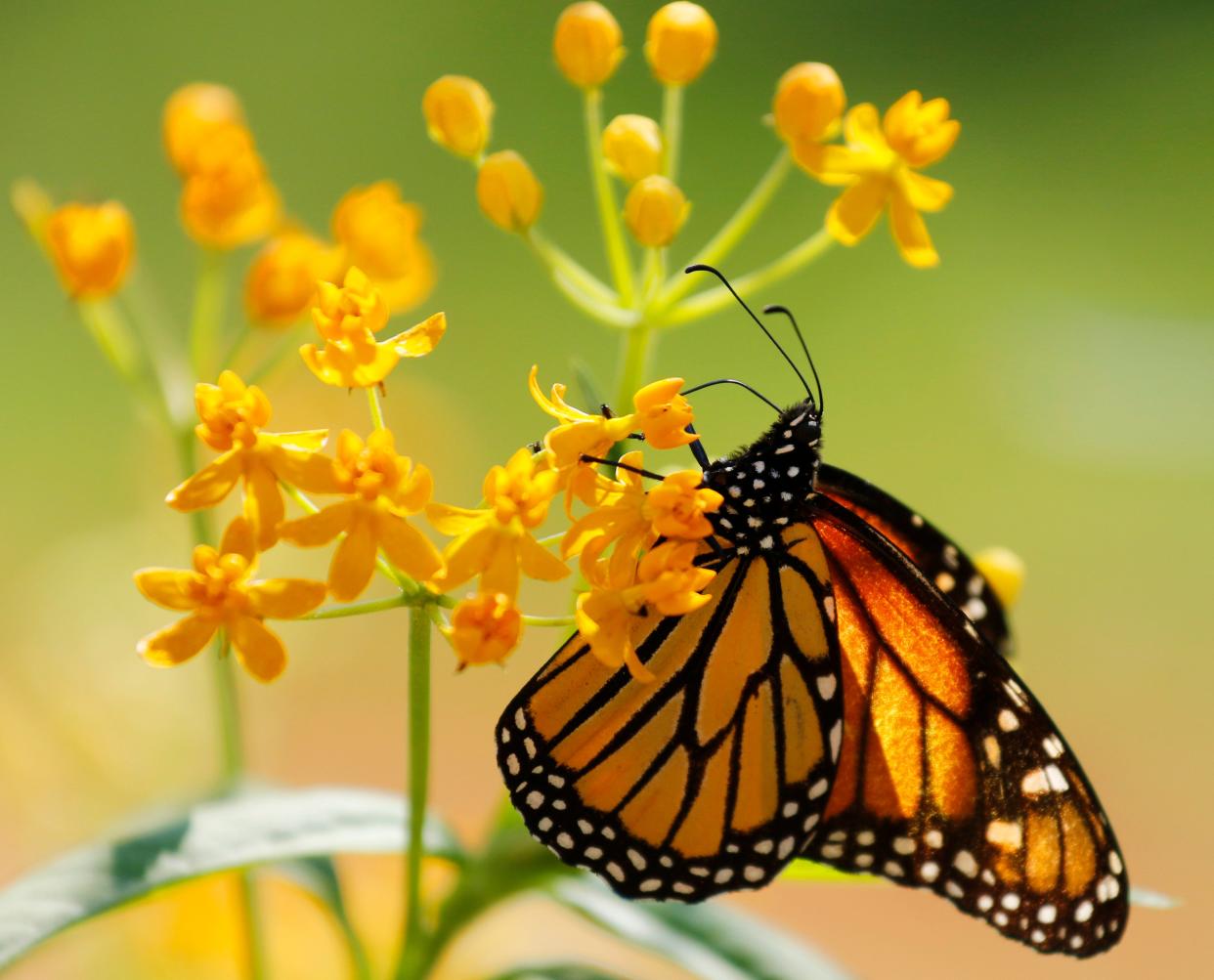 A Monarch drinks nectar from a milkweed plant.