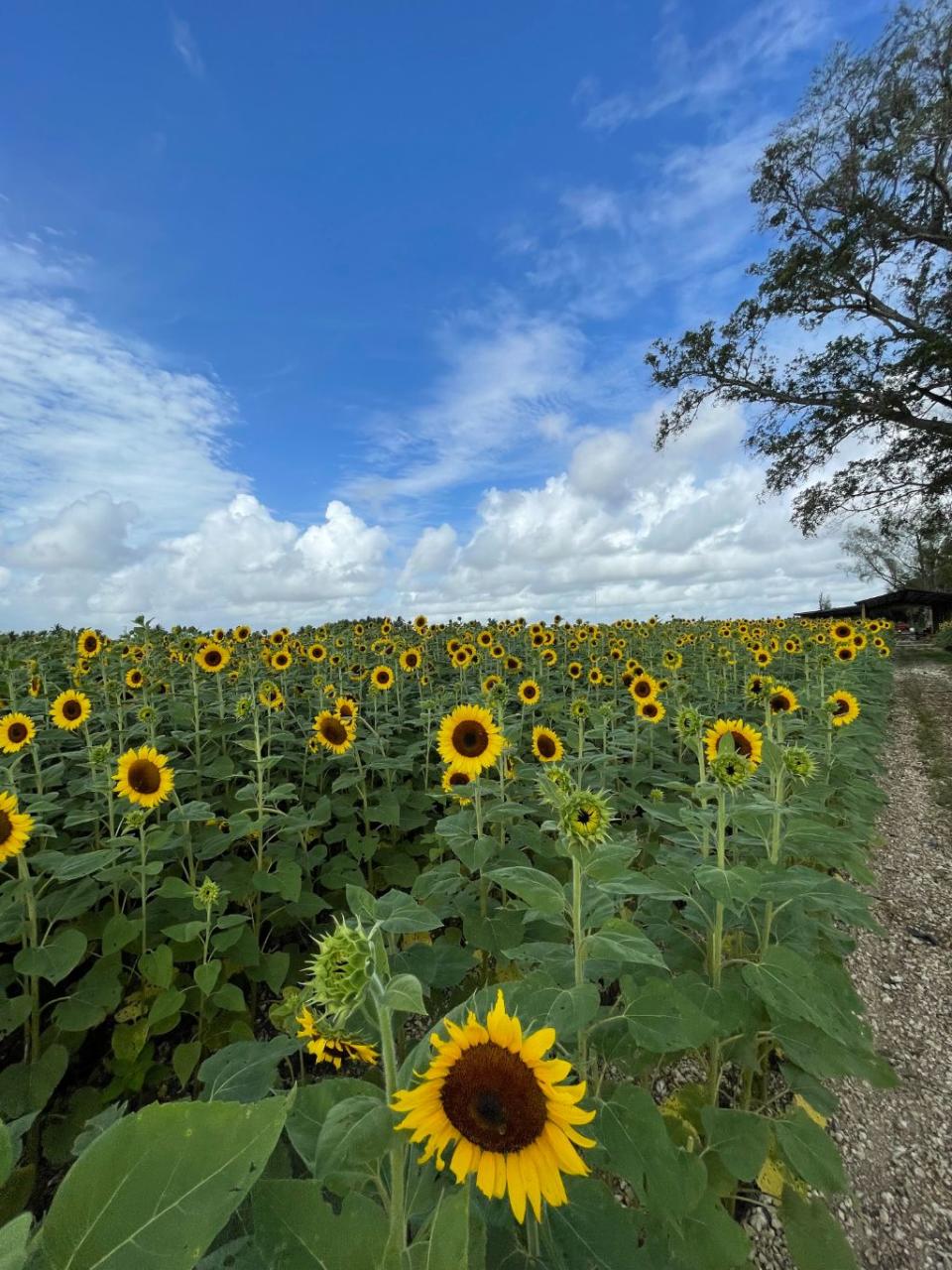 The Berry Farm in Miami, Florida