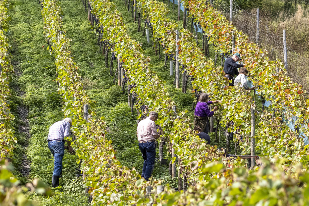 Christoph Baecker's vineyard is set in the hills of the Ahr Valley.  (Alex Kraus for NBC News)