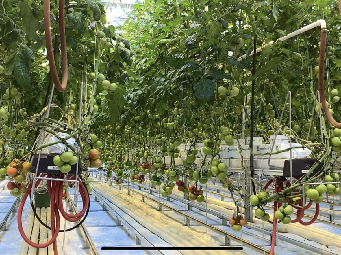 Lethbridge College held a tour this week of the Sunterra greenhouse facility in Brooks for the public to learn about the research its doing.  (Saloni Bhugra/CBC - image credit)