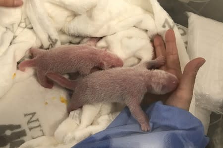 A handout picture made shows the new born panda twins after their birth on August 31, 2019 by their mother Meng-Meng at Berlin Zoo
