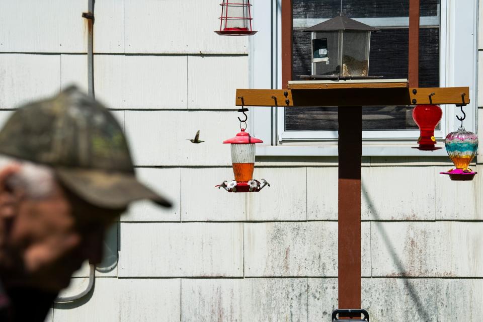 A hummingbird navigates one of many feeders at the home of Bill Wasiowich, 83, in the Pinelands of Woodmansie, New Jersey.