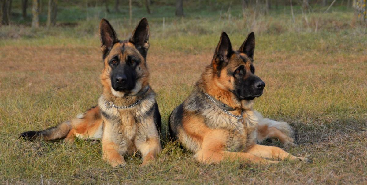 are mioritic good guard dogs