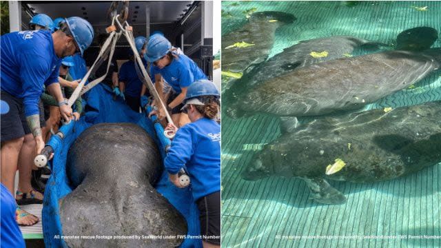 Clarity the manatee was moved from Miami Seaquarium to SeaWorld Orlando on Tuesday.