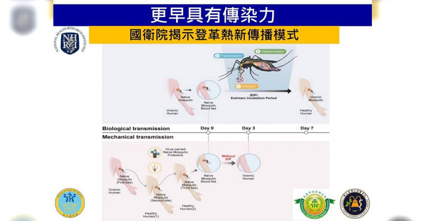 國衛院研究發現，埃及斑蚊可能透過類似共用針頭的傳播模式完成登革病毒的傳播。（圖／國衛院提供）