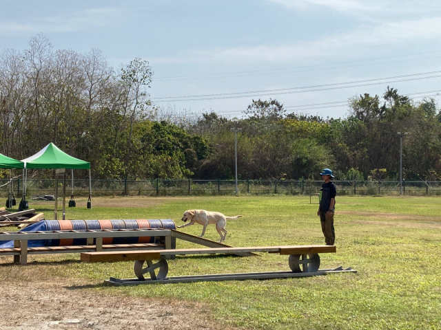 搜救犬國際認證大會考　新北消防4犬高分檢定中高級