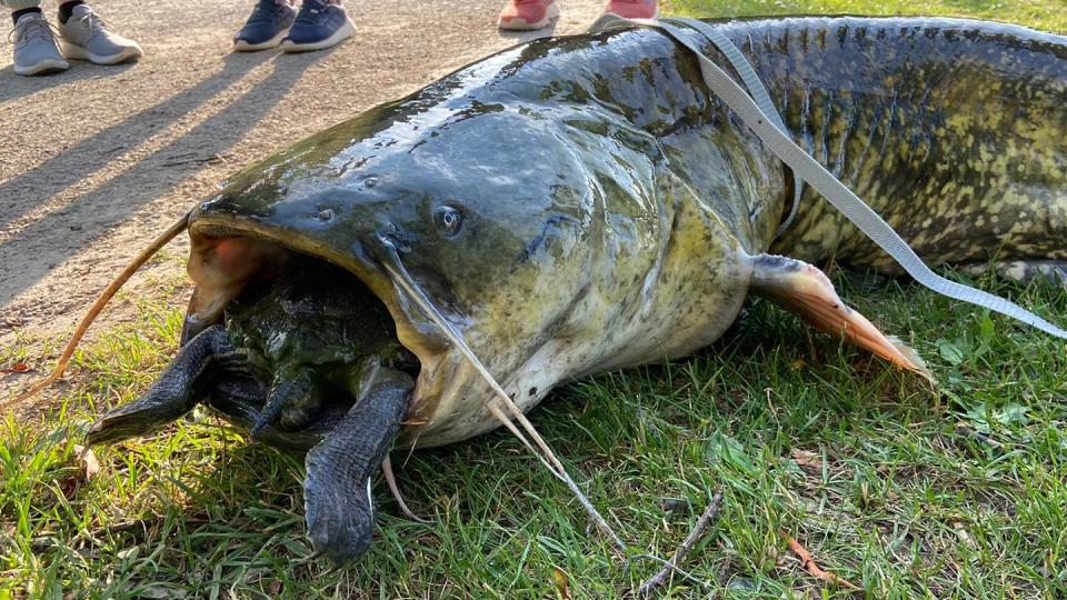 Ein Wels mit einer Rotwangenschildkröte im Maul.