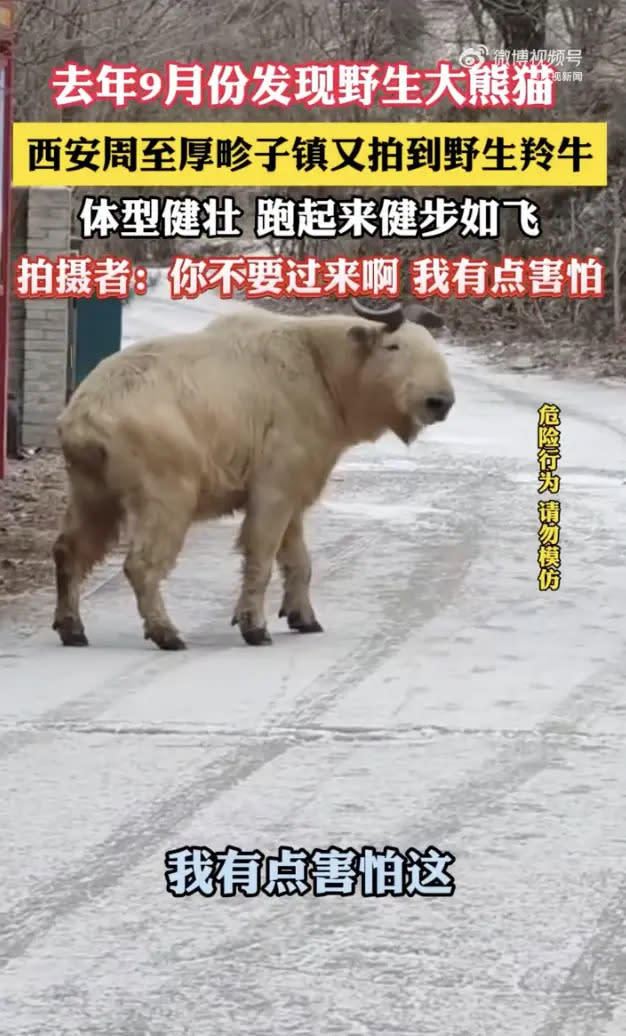 ▲羚牛為中國國家一級重點保護野生動物，同時也是瀕危野生動植物種國際貿易公約附錄II所列的保護動物。（圖／翻攝自微博）