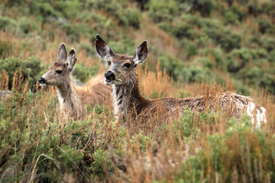 In this photo provided by the Wyoming Migration Initiative, a doe and her yearling fawn "surf the green wave" of spring vegetation emerging along the foothills of the Wind River Range in the Hoback Migration Corridor near Pinedale, Wyo., on May 18, 2018. Big-game animals have traveled the same routes across Western landscapes for millennia but scientists only recently have discovered precisely where they go in pursuit of the best places to spend summer or wait out winter. Now the U.S. Geological Survey has published a collection of migration maps based on the latest research using GPS tracking and statistical analysis techniques. (Gregory Nickerson, Wyoming Migration Initiative/University of Wyoming via AP)