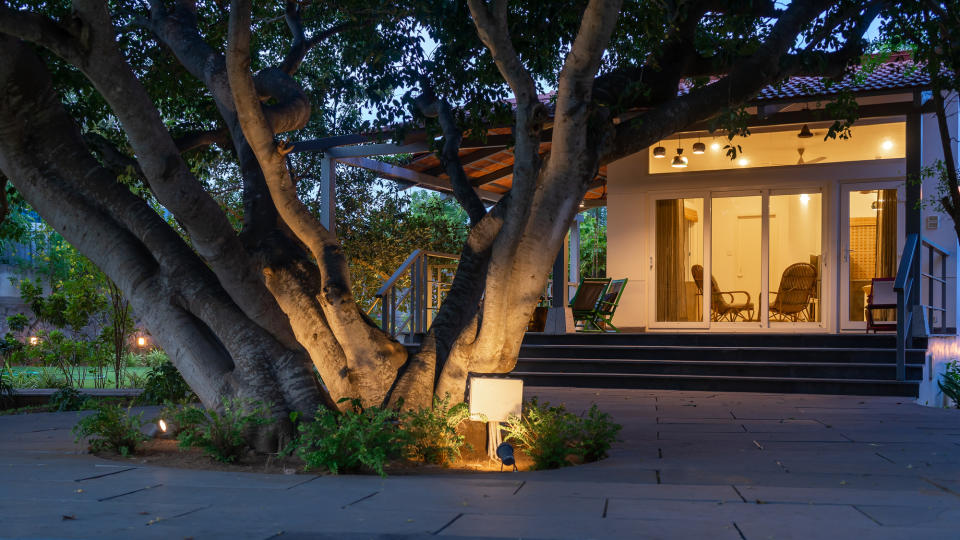 An outdoor tree lit from the base