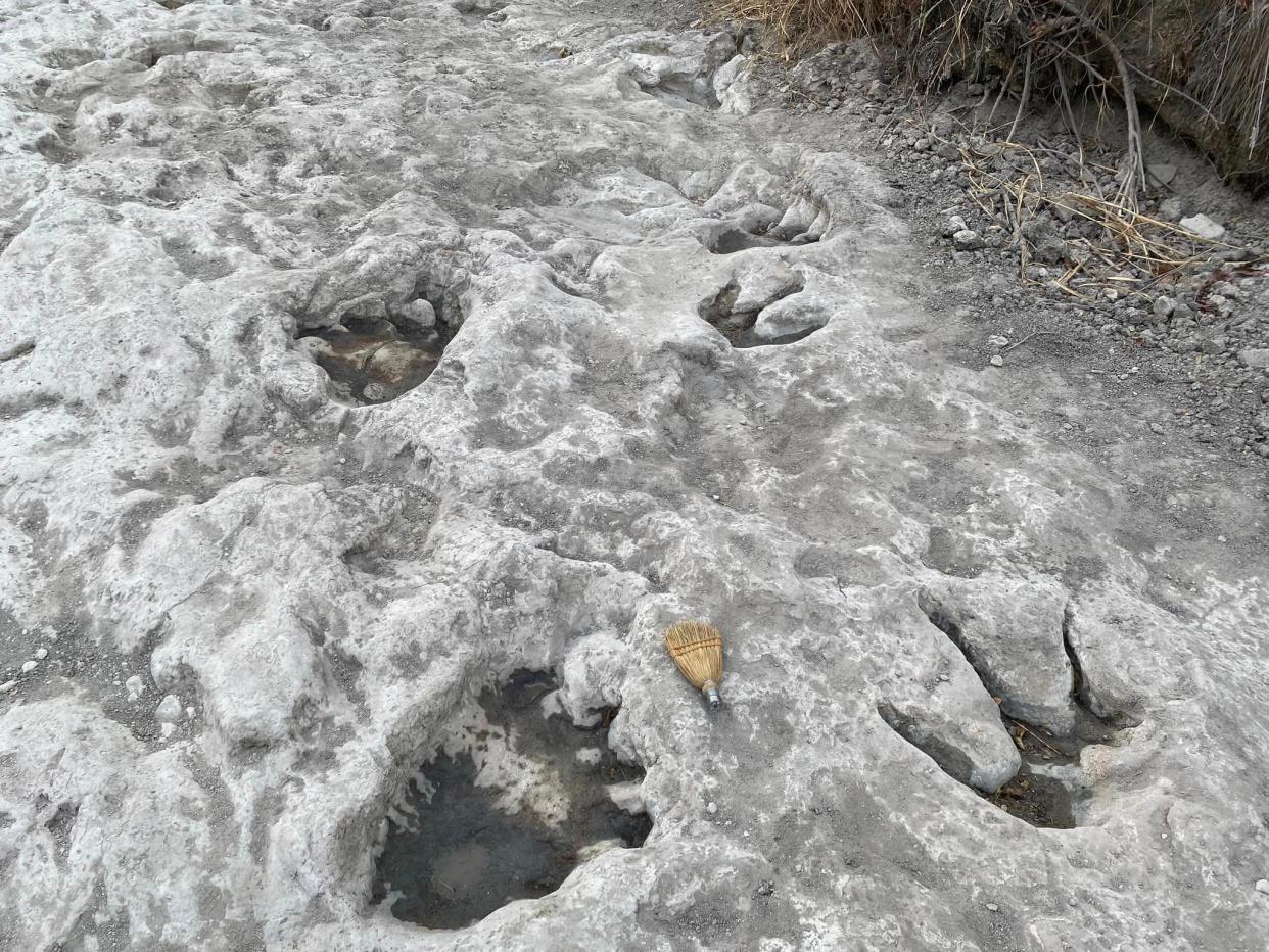 Dinosaur tracks from around 113 million years ago have been uncovered at Dinosaur Valley State Park in Texas from a severe drought drying up a river.