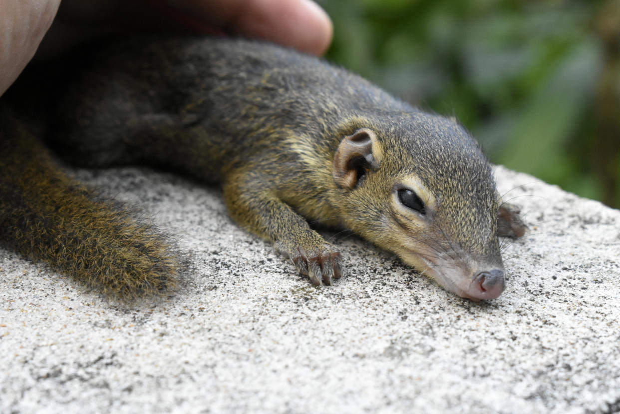 Sechs Eichhörnchen-Babys verbargen sich in einem Laub-Nest unter der Motorhaube (Symbolbild: Getty).