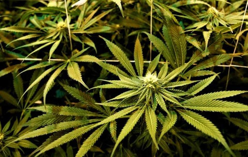 File photograph of marijuana plant.