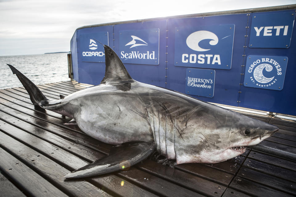 Researchers from Ocearch outfit sharks with satellite devices that track their migrations. (Chris Ross / OCEARCH)