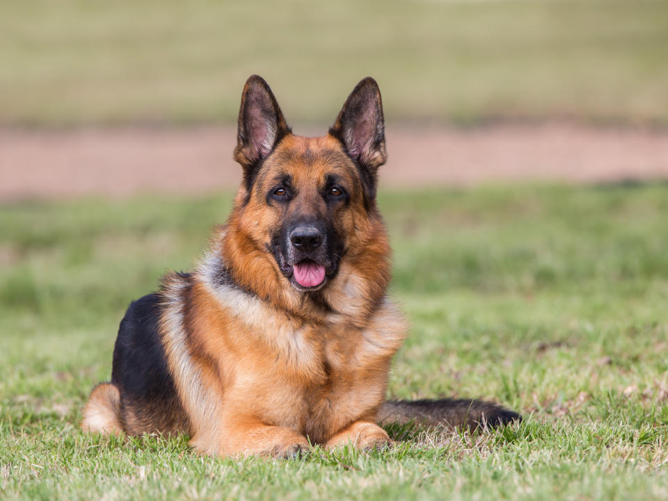 Portrait of German Shepherd Dog lying on grass