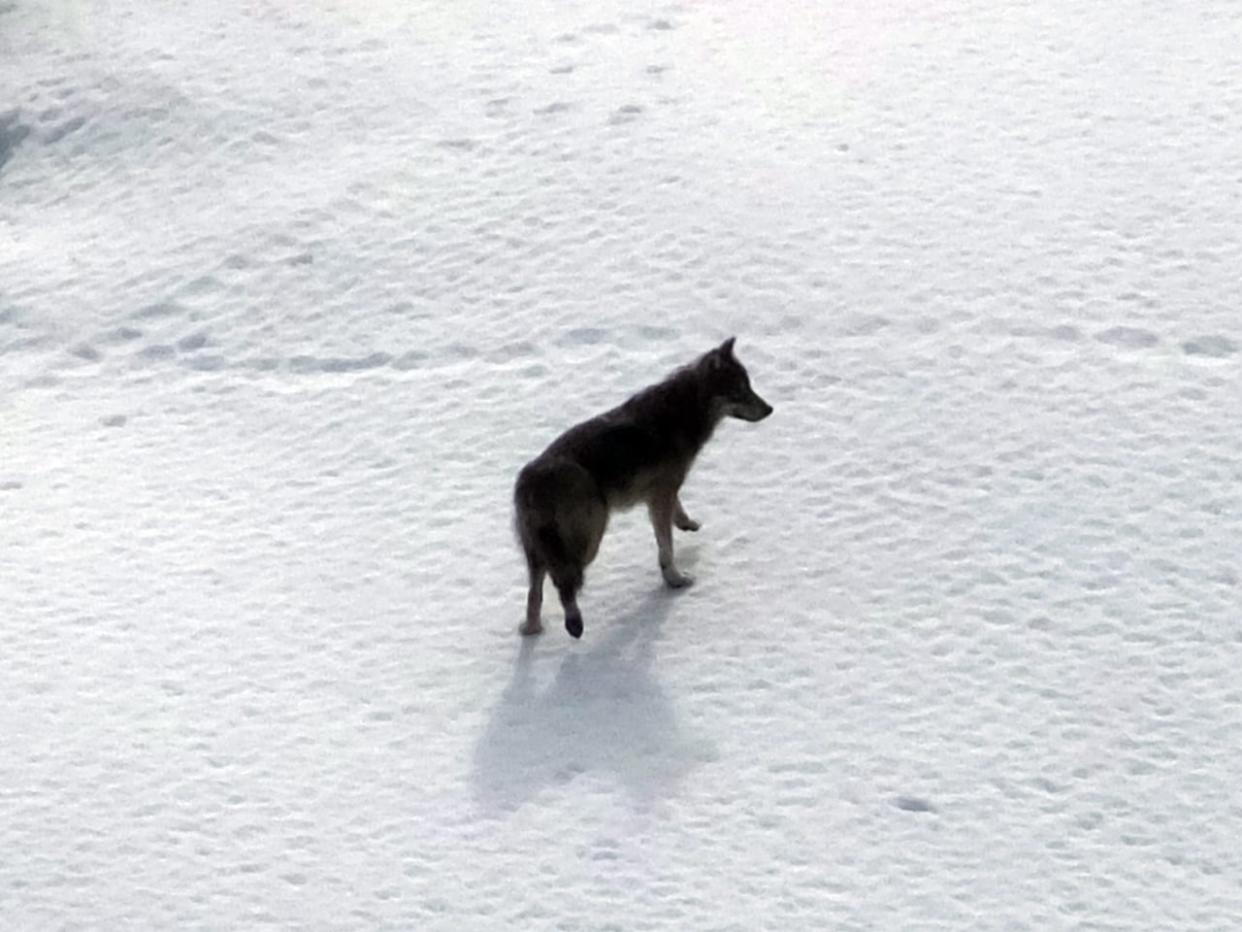 A wolf in Alaska. Yukon conservation officers said Friday that they've trapped and killed the wolf suspected of killing a woman's dog on Dome Road earlier this month.  (Becky Bohrer/The Associated Press - image credit)