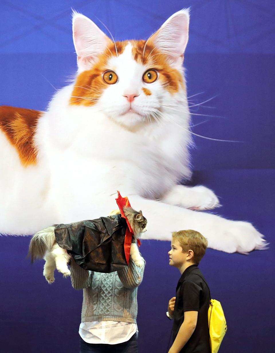 Holli Gray-Luring of Bowling Green and her son Ian, right, show off their Norwegian Forest Cat, Finn, as they compete in the costume contest during the Cat Fanciers' Association International Cat Show and Expo at the IX Center in Cleveland.